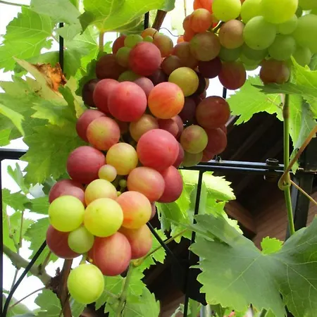 アパート Haus Am Dorfplatz ウッテンドルフ